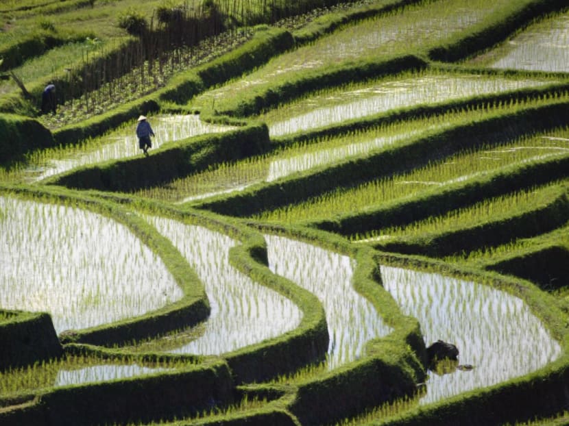 Terraced paddies are seen near Jatiluwih in central Bali, Indonesia. Singapore's Transport Minister S Iswaran said that Indonesia plans to launch a trial to allow vaccinated travellers to enter Bali from mid-March. 