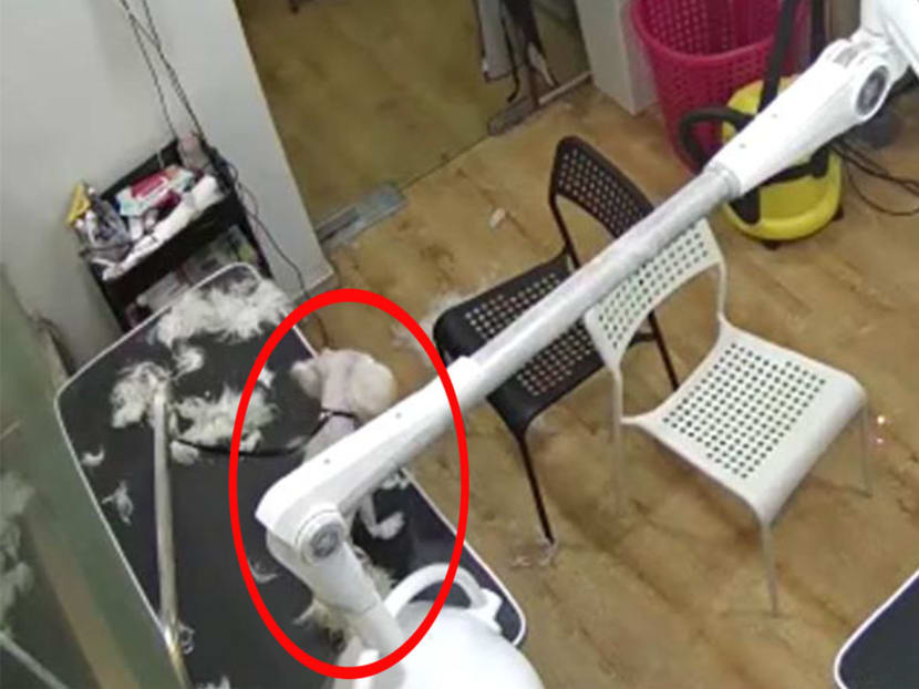 Boon Regine Vienna had left a dog unattended on a table, as seen in a closed-circuit television footage. 