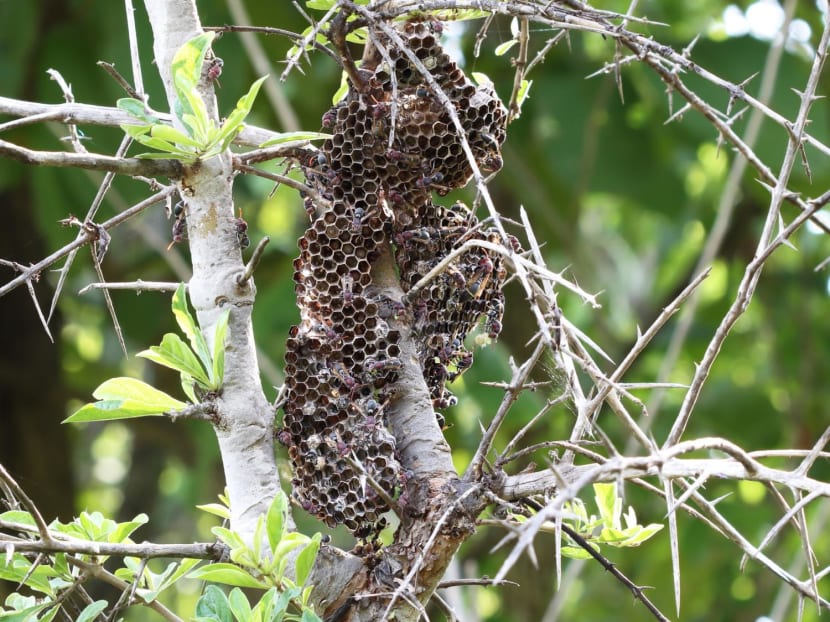 Wasps building a nest on a tree branch.