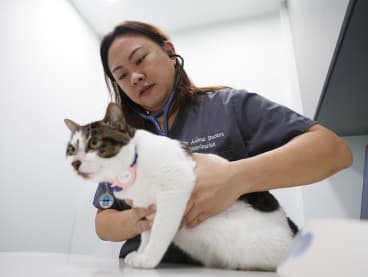 Dr Cathy Chan, veterinarian with The Animal Doctors, worked in Australia for two and a half years before opening her clinic in Singapore. 