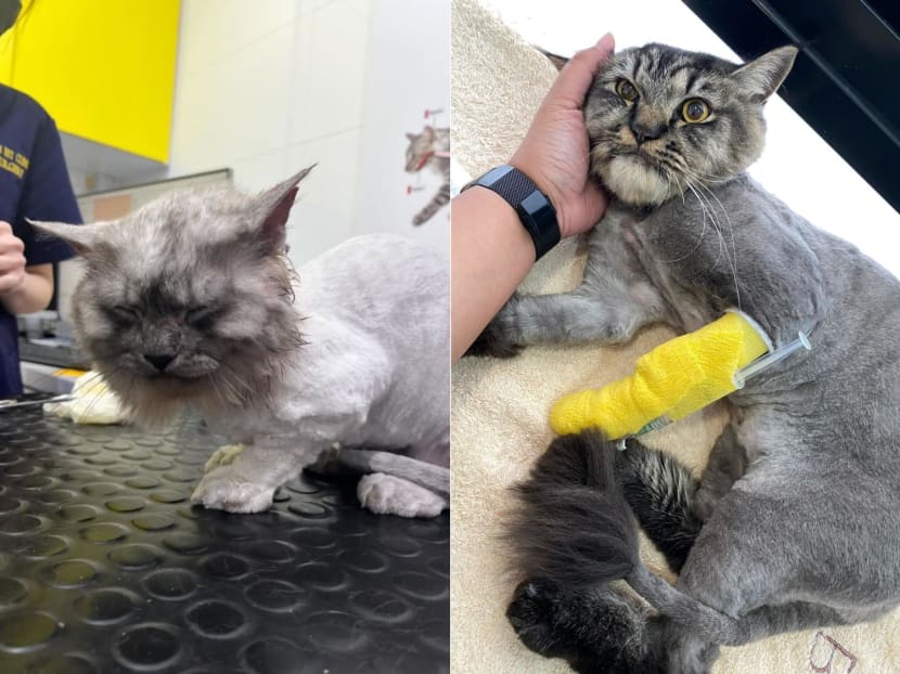 Owners of Dino (left), a Siberian Munchkin, and Moktar (right), a Siberian/Maine Coon mix, said that their pet cats had injuries after a grooming session. 
