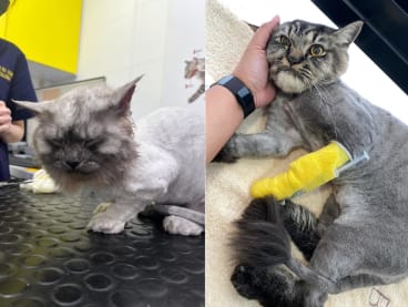 Owners of Dino (left), a Siberian Munchkin, and Moktar (right), a Siberian/Maine Coon mix, said that their pet cats had injuries after a grooming session. 
