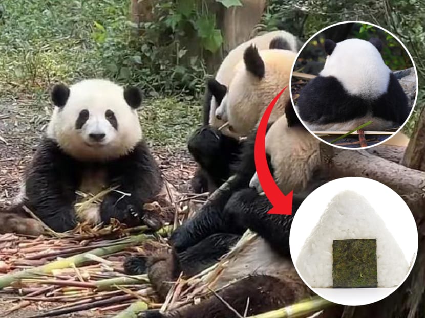 Internet sweetheart Hua Hua (left), a giant panda at the Chengdu Research Base of Giant Panda Breeding, has gained popularity due to its unique onigiri-shaped body (inserts).