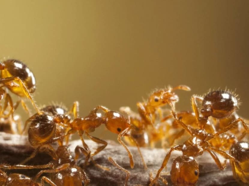 A large-scale invasion of fire ants is known to decimate local insect populations.