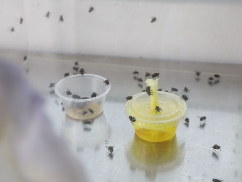 The native bronze bottlefly species, the Lucilia cuprina, lay their eggs that hatch into maggots, which are then supplied to hospital and clinics to help with wound therapy.