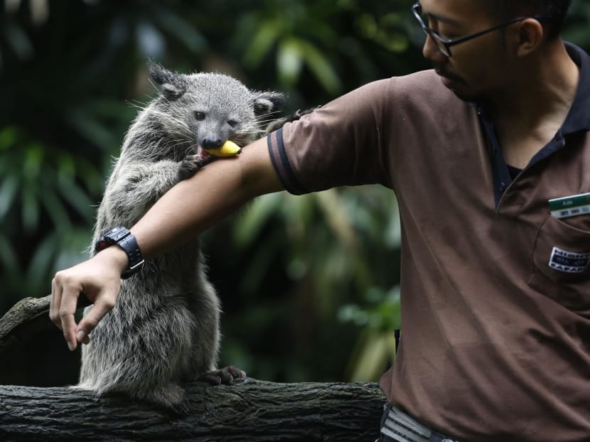 A civet receiving some food at Singapore Zoo.