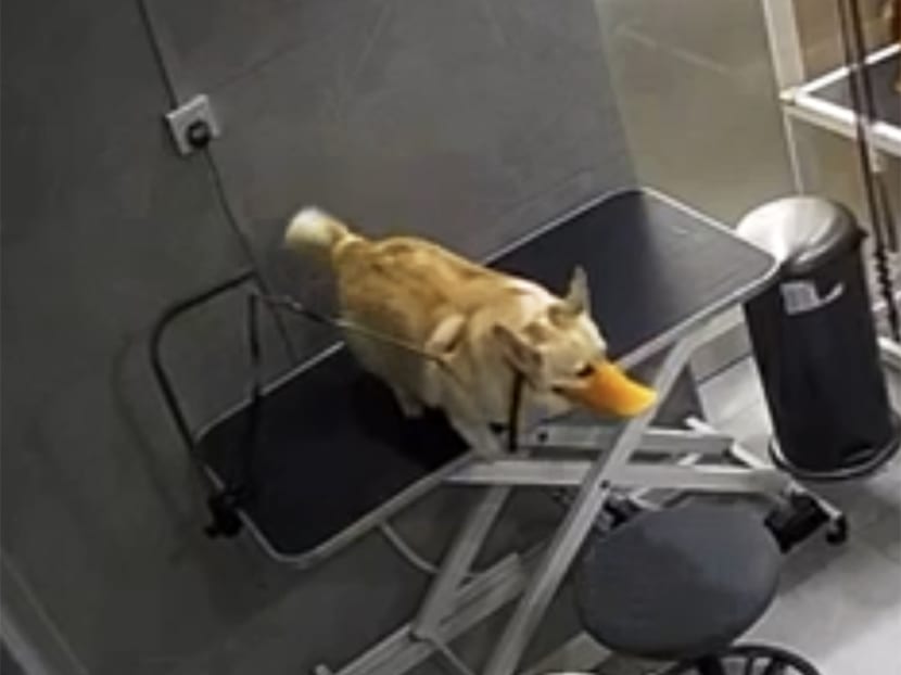 A screenshot of footage provided by Ms Sonia Tan who said she had received it from pet grooming firm Pawkins. The image shows Fendi, a corgi, shortly before it appeared to fall and hang by its own short leash.